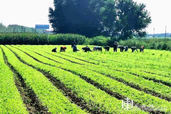 黑龍江省富裕縣：中草藥種植成增收新路