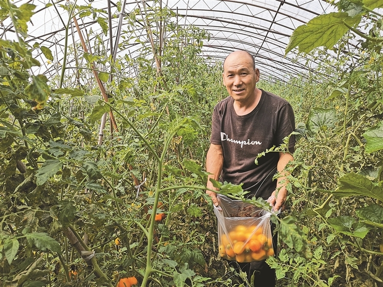 賓縣菜經濟讓收穫不只一季