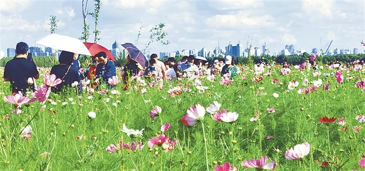 城中花海格桑花開