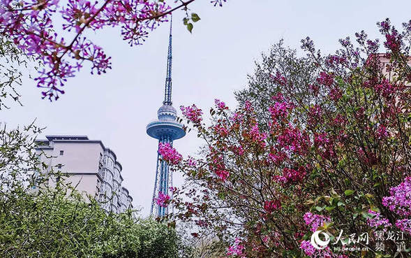 哈爾濱市栽植130萬株丁香 打造城中的“丁香花海”