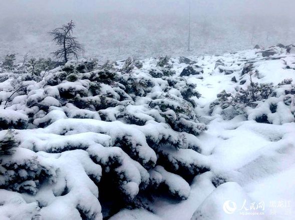 “中國最冷小鎮”大興安嶺呼中初夏降大雪