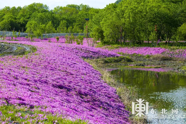 多彩雙鴨山 如畫美景等您來——彩雲嶺文化旅遊民俗景區