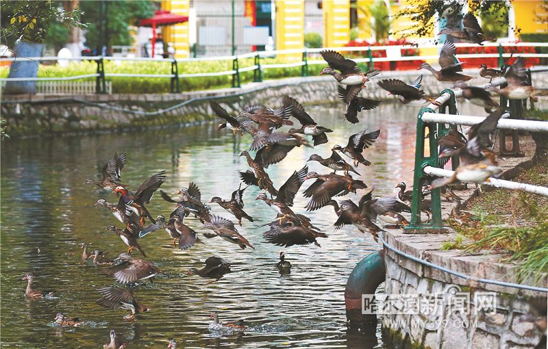 南遷前齊聚兆麟公園儲備能量 每天300多只鴛鴦戲水進食