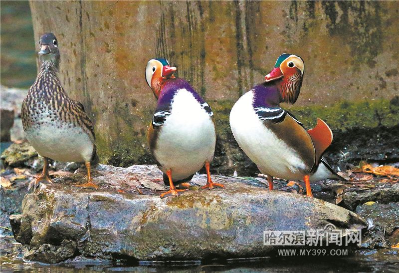 南遷前齊聚兆麟公園儲備能量 每天300多只鴛鴦戲水進食