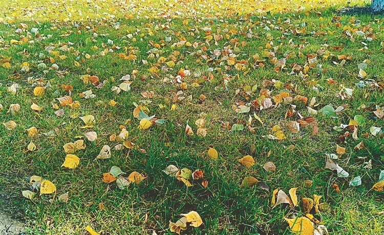 留住落葉 留住秋色 哈爾濱市公園落葉暫緩清理