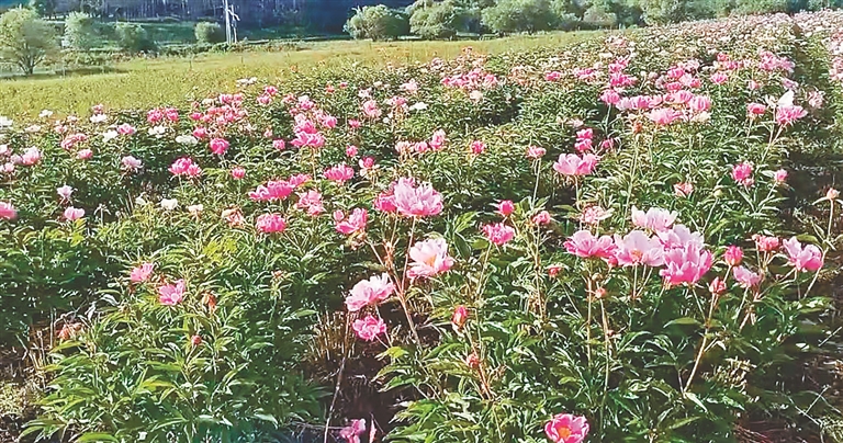 黑河民族鄉村合唱小康之歌