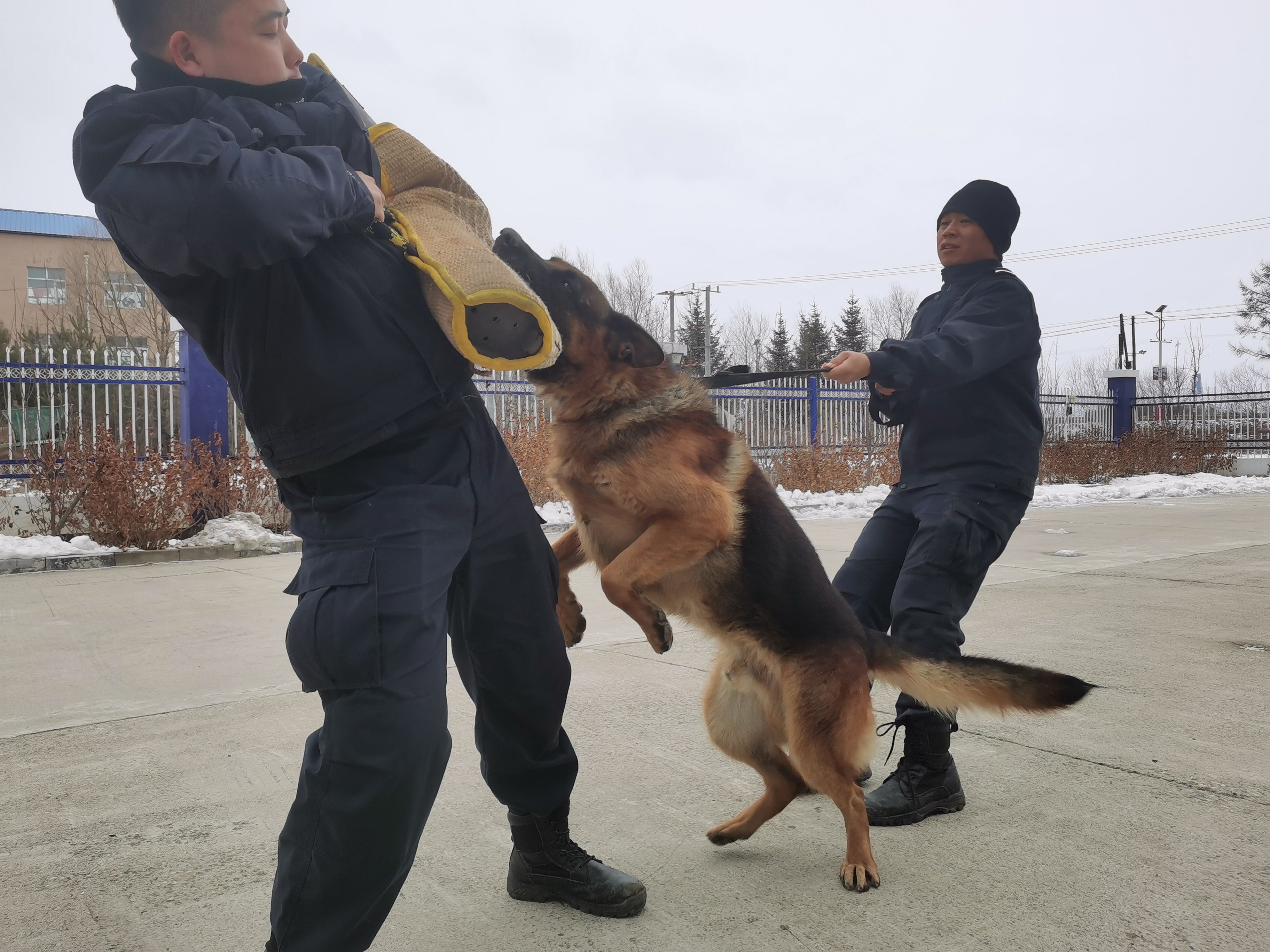 “公務汪”出擊 酷圖帶你看警犬復訓現場_fororder_微信圖片_20211118165222