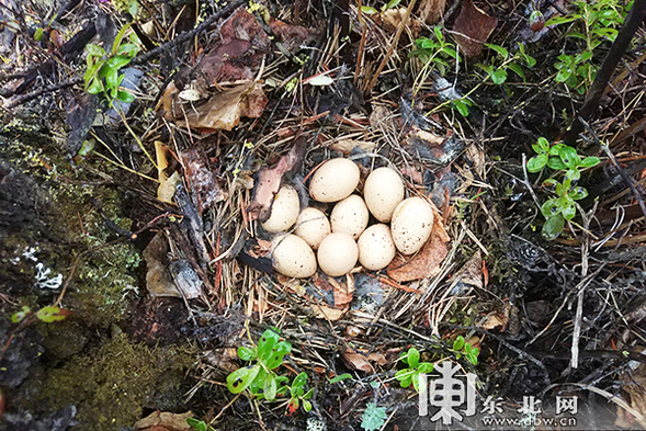 大興安嶺圖強警方在林區巡護時意外發現野生飛龍巢穴