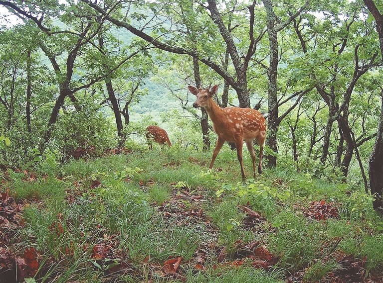 打造東寧虎豹秘境 重現虎嘯山林景象