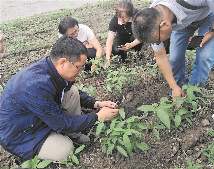 平均畝産超250公斤 黑河“夥伴行動”測産數據 給我們哪些啟示？