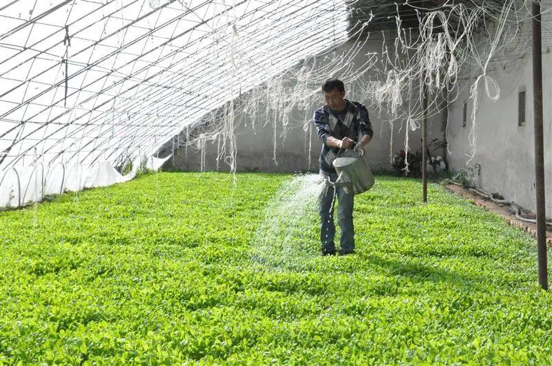 黑龍江肇東反季節蔬菜讓冬閒變冬忙