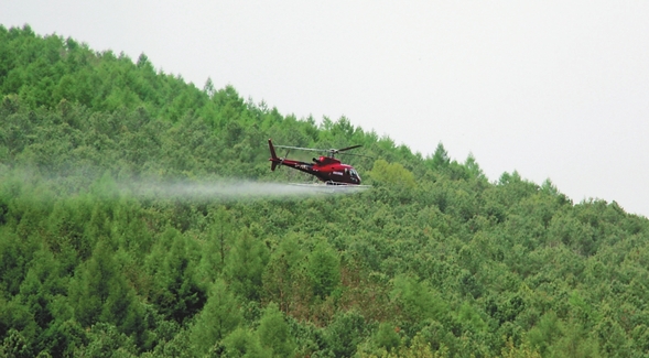 八面通首次啟用直升機防治森林病蟲害