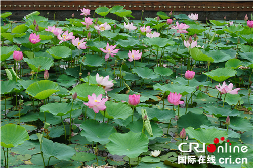 【黑龍江】【供稿】“展方正蓮花 享稻花飄香” 第二十四屆方正蓮花節開幕