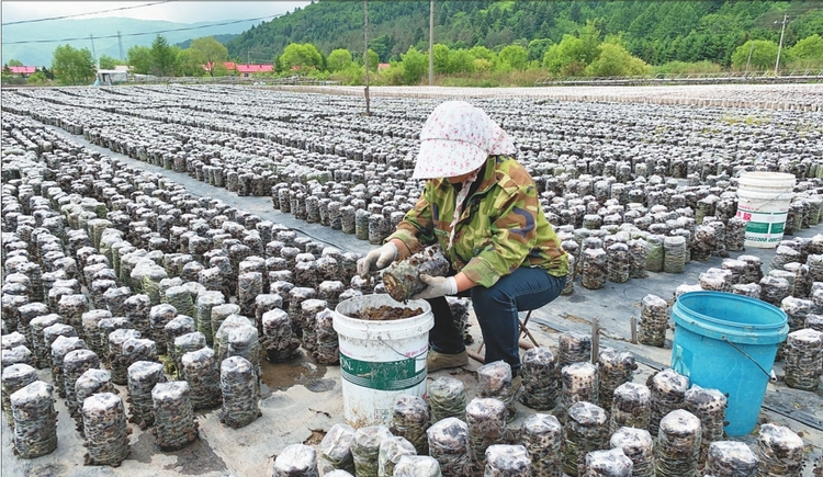 葦河林業局近4000萬袋春木耳迎來豐收季