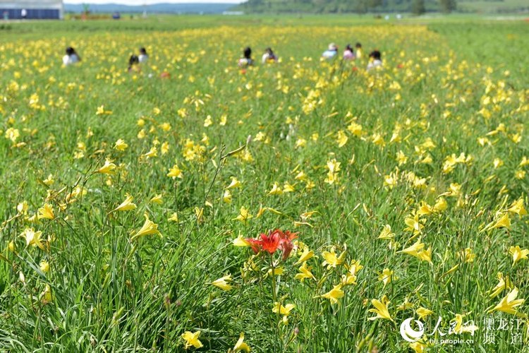 邊城呼瑪：北藥花開迎客來