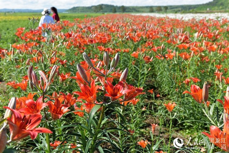 邊城呼瑪：北藥花開迎客來