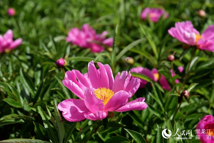 邊城呼瑪：北藥花開迎客來