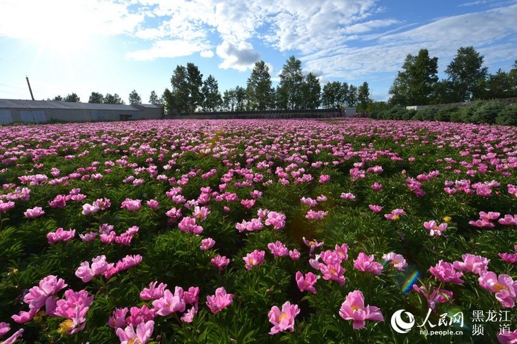 邊城呼瑪：北藥花開迎客來