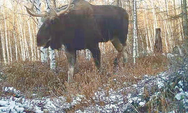 為期5年 野生動物專項調查啟動