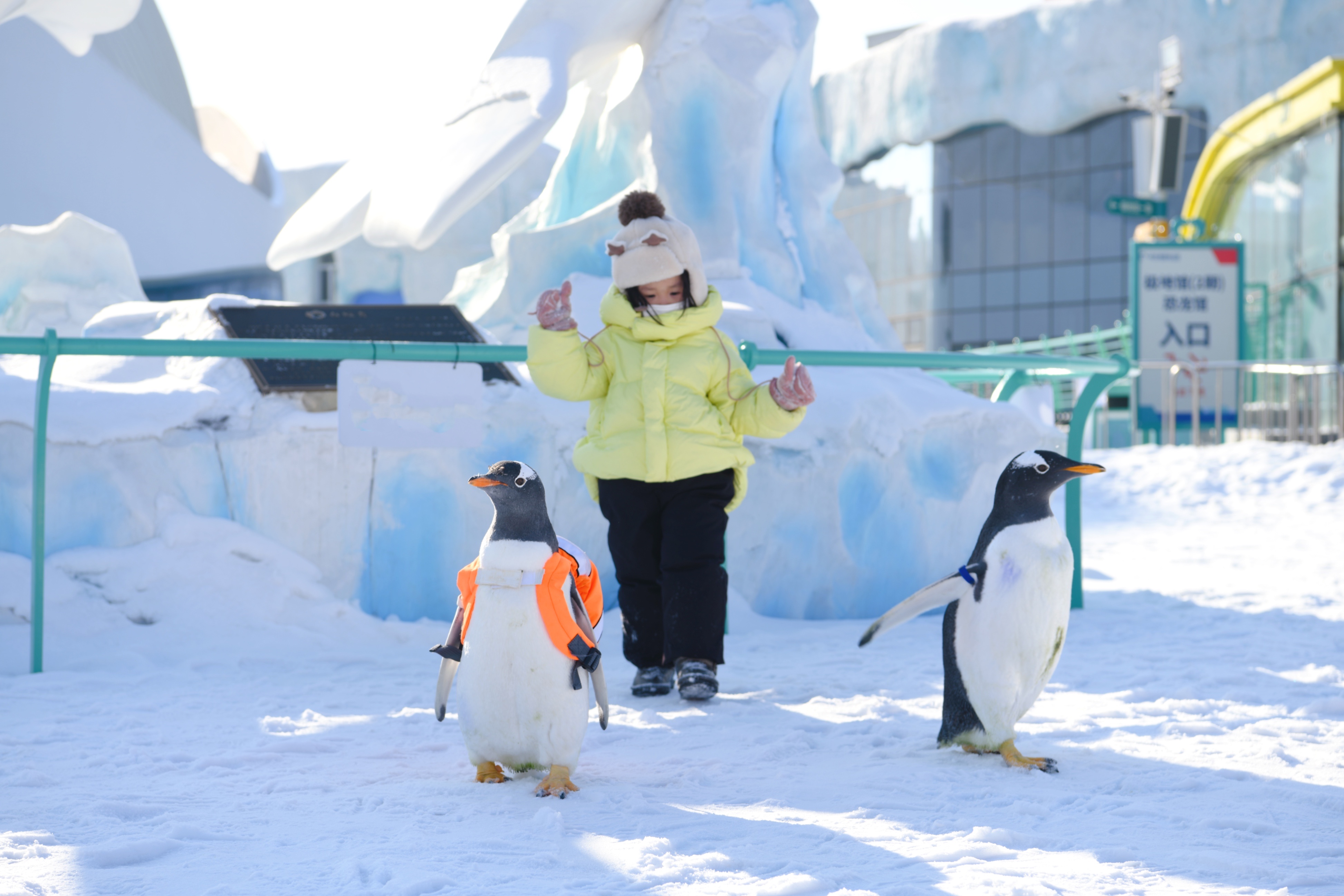 冰雪盛宴綻放龍江