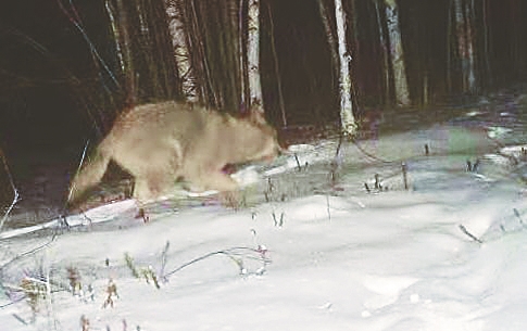 為期5年 野生動物專項調查啟動