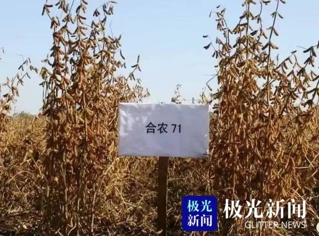 “穩糧增豆”龍江擔當！中國大豆第一大省今年增種1000萬畝