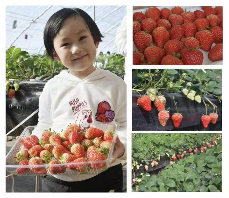 哈爾濱市呼蘭區：構建草莓種植基地 映紅鄉村振興路_fororder_微信圖片_20220225201111