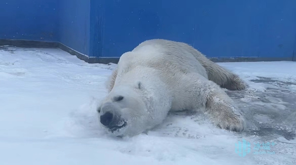 “賣萌”北極熊 冰城戲春雪