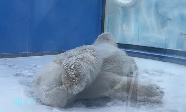 “賣萌”北極熊 冰城戲春雪