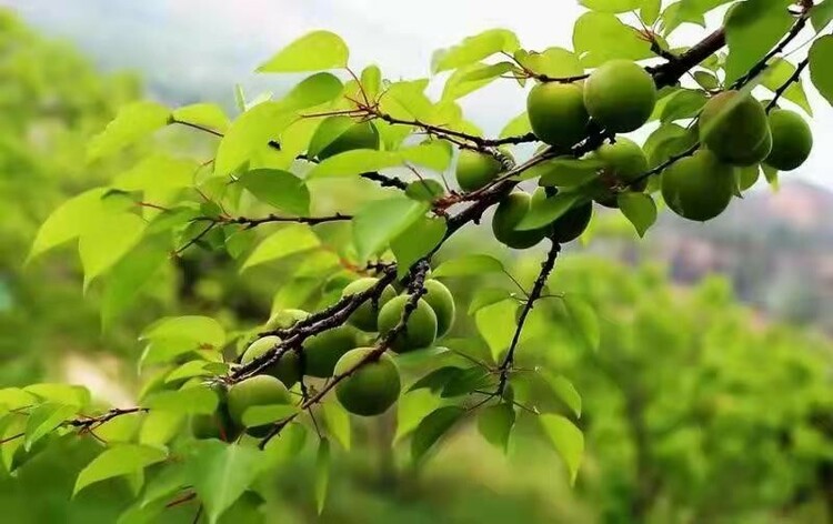 山杏和榆葉梅被七台河確定為市樹市花