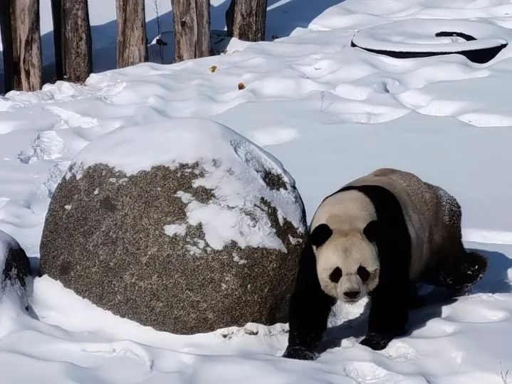 冰墩墩下班了，快來看憨態可掬的冰城冰墩墩