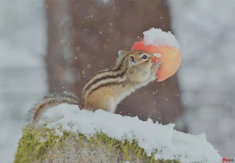 難得一見！花栗鼠林間戲雪