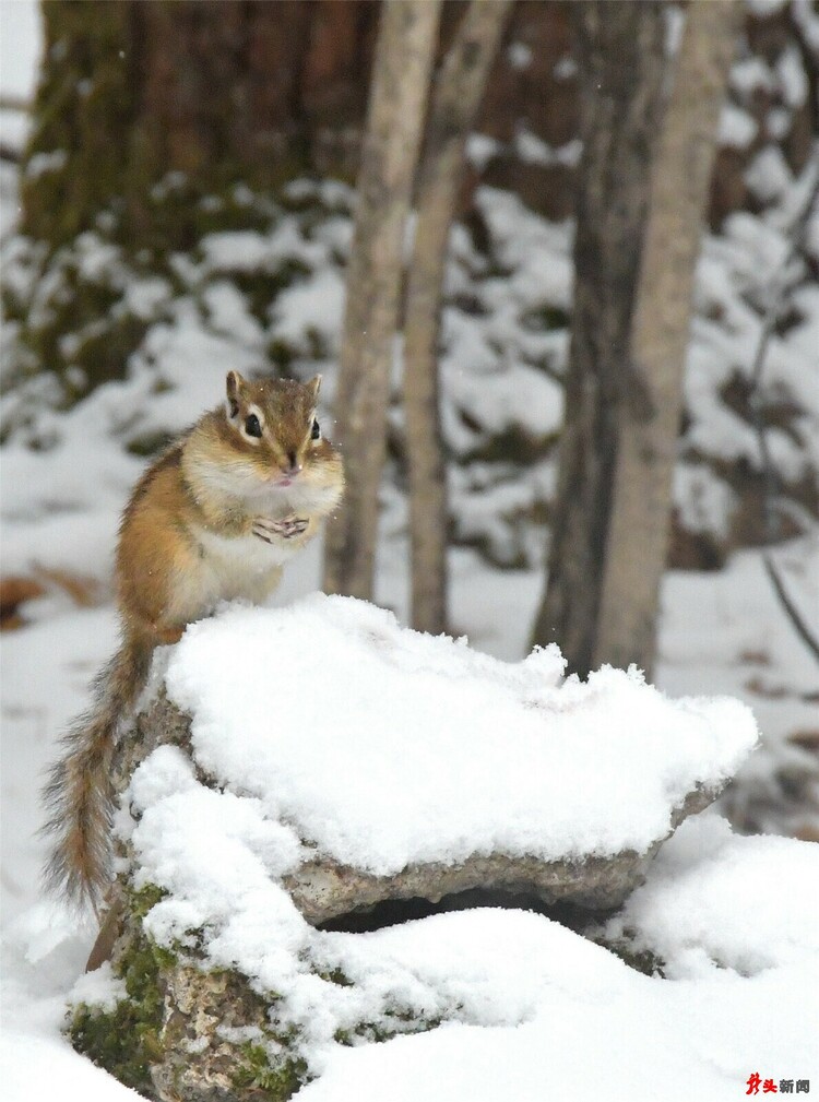 難得一見！花栗鼠林間戲雪