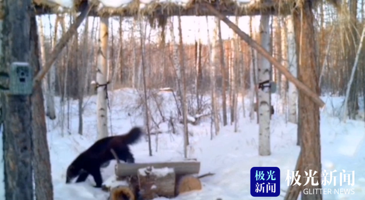 漠河：動物界的“金剛狼” 雪中上演功夫片