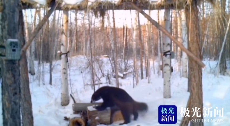 漠河：動物界的“金剛狼” 雪中上演功夫片