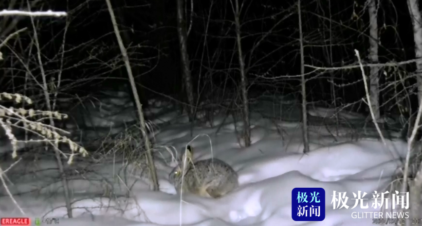 大興安嶺：萌寵來襲！雪兔光顧濕地公園