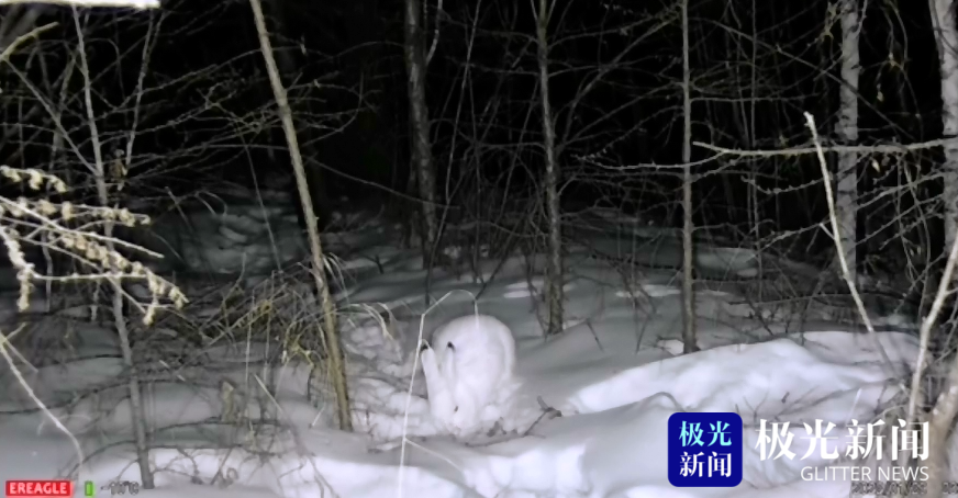 大興安嶺：萌寵來襲！雪兔光顧濕地公園