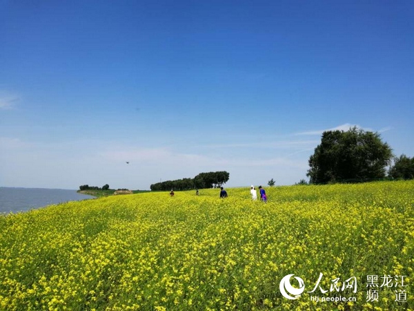 大慶市杜爾伯特南崗村：有“鳳”來棲 村民吃上“旅遊飯”