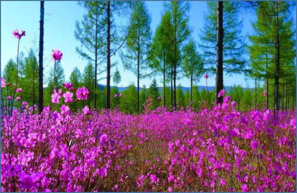 北國春光 花開龍江｜黑龍江春季旅遊産品特色滿滿