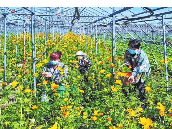 紅色邊疆“金蓮花”喜獲豐收