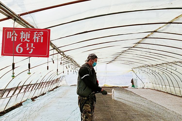 水稻“超早育苗”技術應用 黑龍江省延壽縣提前半月播種育苗_fororder_微信圖片_20220325172323