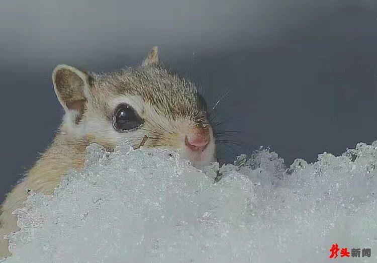 難得一見！花栗鼠林間戲雪