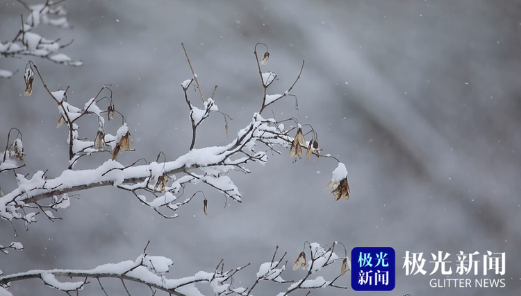 遜克：春日雪花飛舞 勾勒出一幅水墨丹青