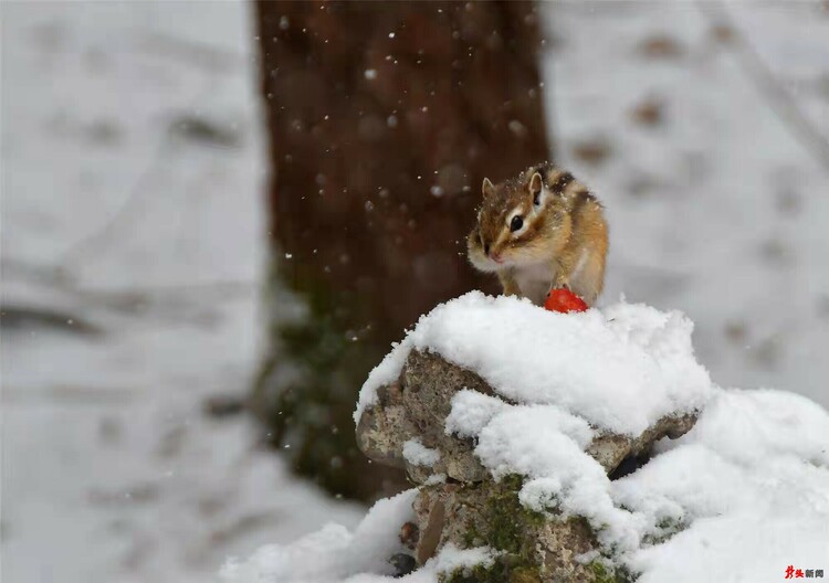 難得一見！花栗鼠林間戲雪