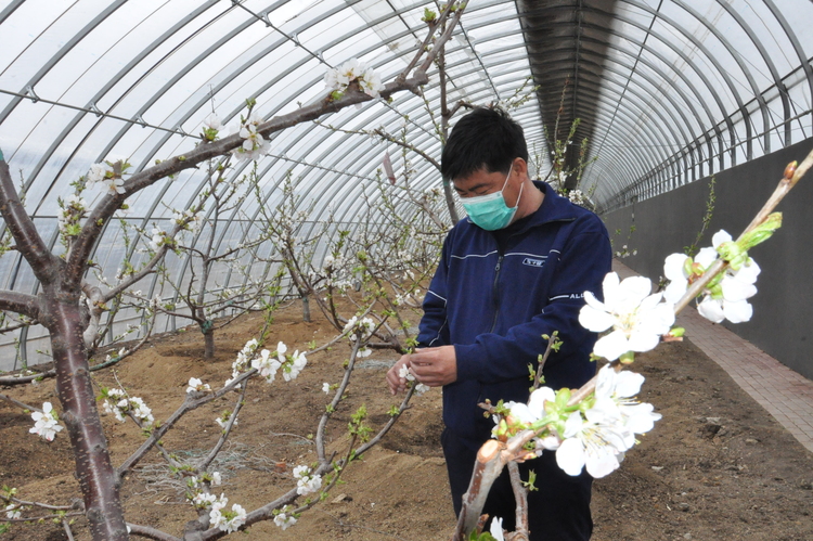 肇東：一棚多收 “菜籃子”四季供應