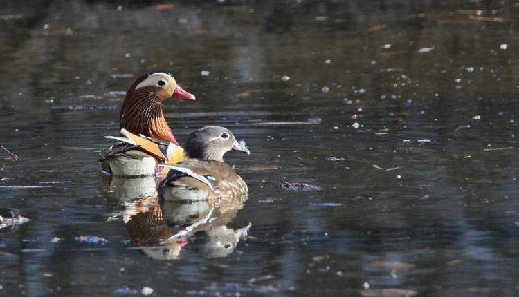 鴛鴦鳧水報春早 冰城“愛情鳥”重回兆麟公園