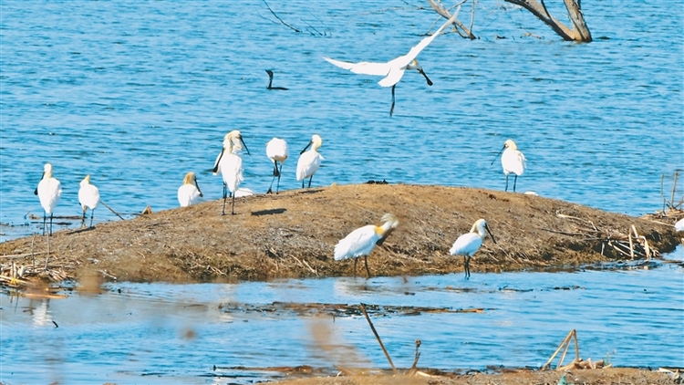 龍江春風迎鳥歸