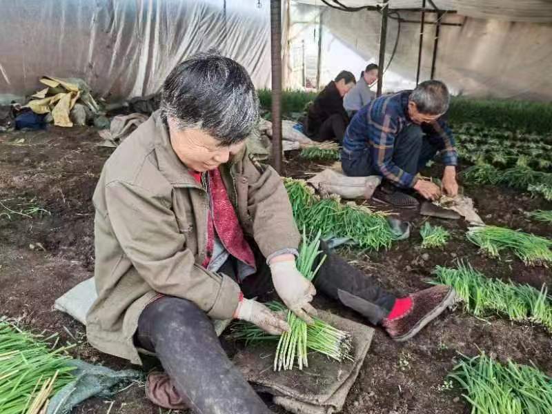 海倫蔡家屯頭茬韭菜“搶鮮”上市