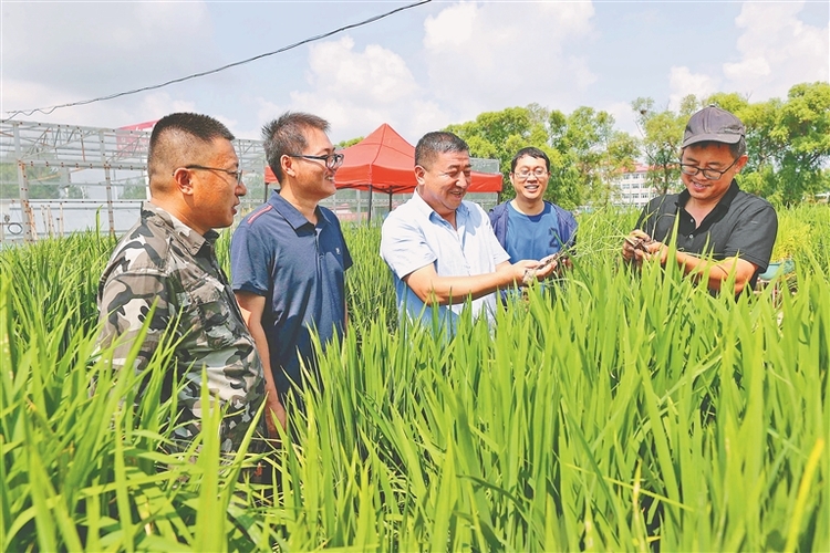 彰顯擔當 服務大局 打造農業社會化服務北大荒模式