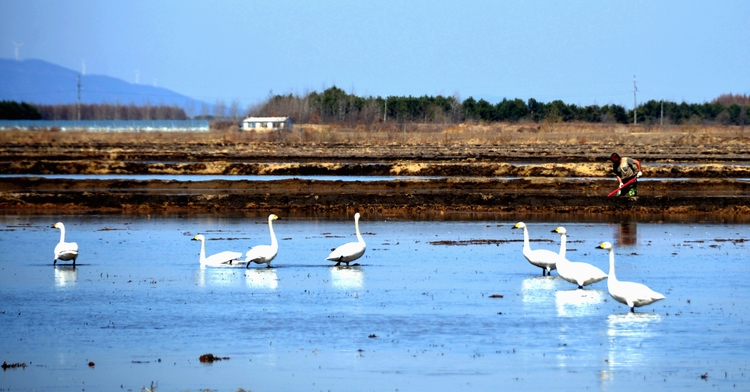 稻田地，飛來一群白天鵝……